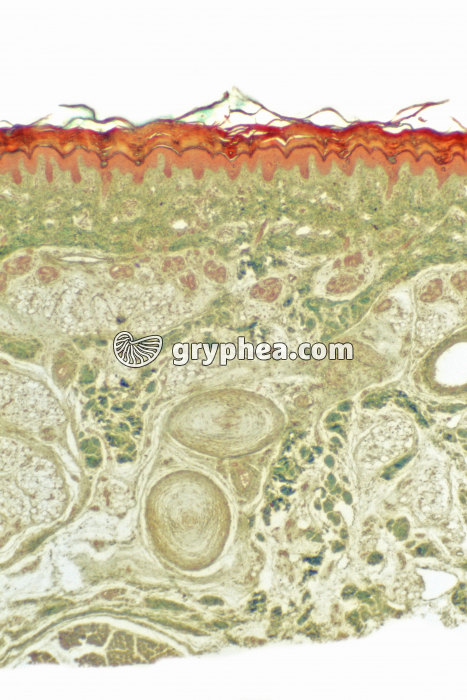 Peau + corpuscules Pacini CT x10 - gryphea.org